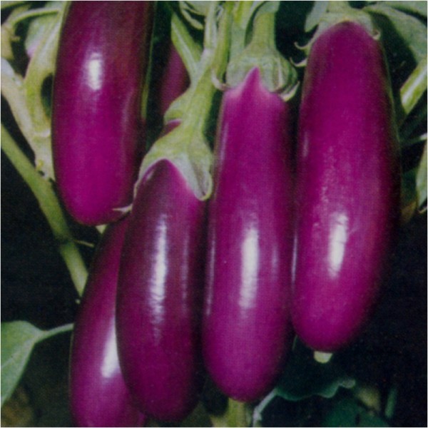 Omaxe Brinjal F1 Hybrid Purple Long seeds